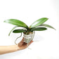 Phalaenopsis Big Mouse Orchid Plant - BS