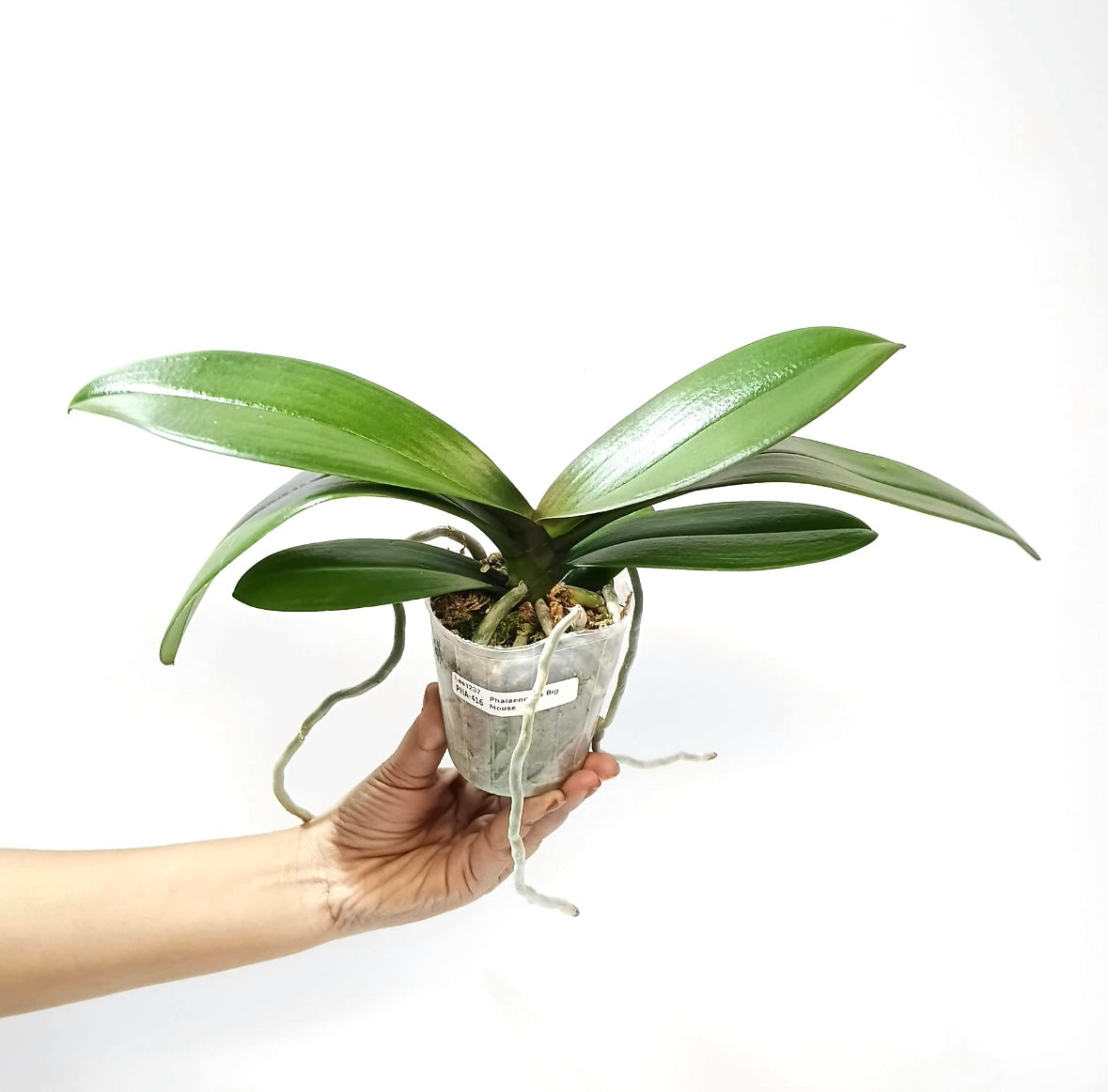 Phalaenopsis Big Mouse Orchid Plant - BS
