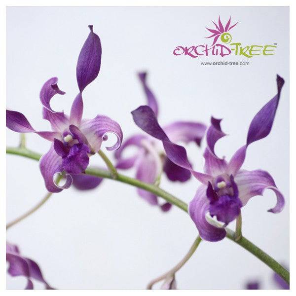 Dendrobium Twisted Blue Orchid Plant - BS