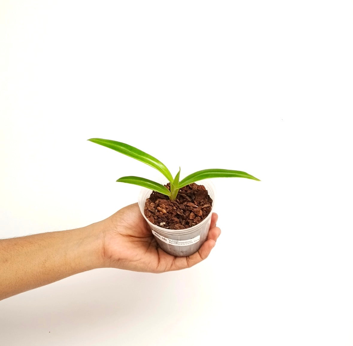 Phragmipedium Peruflora's Cirila Alca - SS (Seedling)