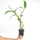 Dendrobium Happy Pink Orchid plant - FF