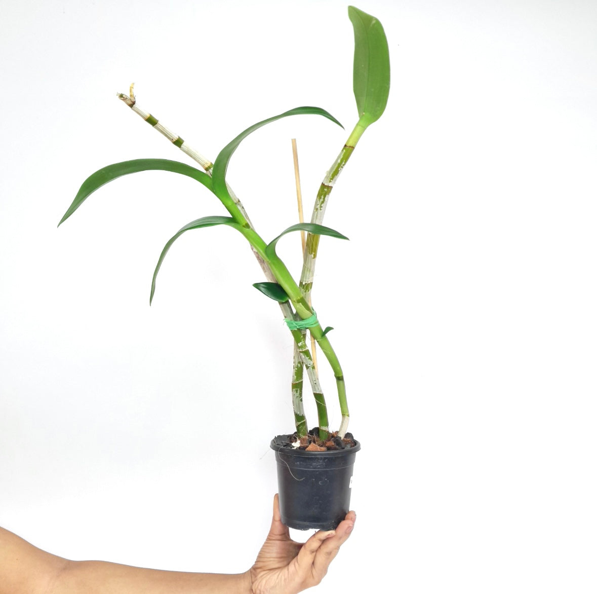Dendrobium Happy Pink Orchid plant - FF
