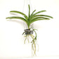 Vanda Pure's Wax Pink Orchid Plant - BS