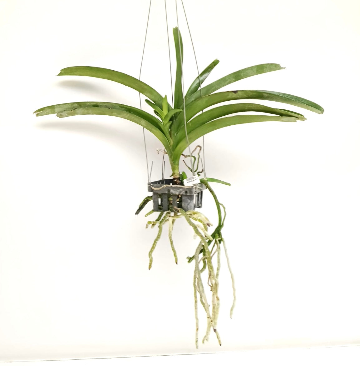 Vanda Pure's Wax Pink Orchid Plant - BS