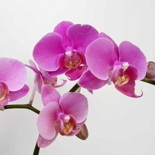 Phalaenopsis Ruby Whisper Orchid Plant - BS