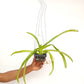 Rhychostylis (gigantea blue x V.tessellata) x denisoniana) Orchid Plant - BS - Buy Orchids Plants Online by Orchid-Tree.com