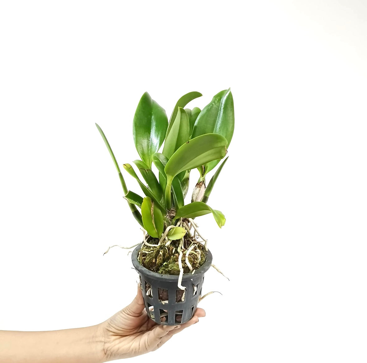 Cattleya (Rlc.) Krungsri Red Orchid Plant - BS