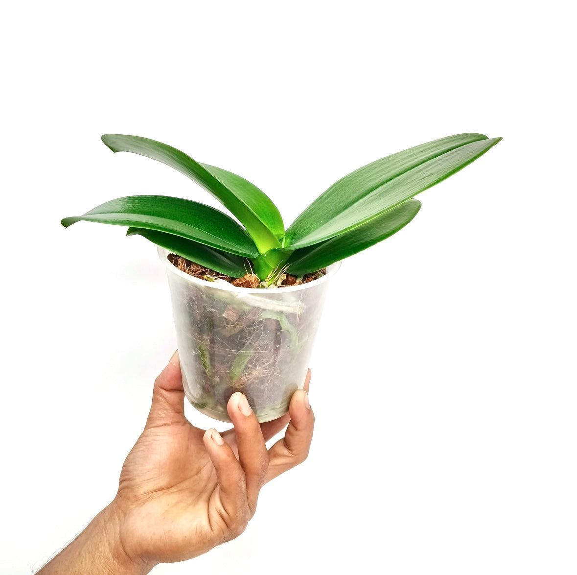 Phalaenopsis Snow Eagle Orchid Plant - FF