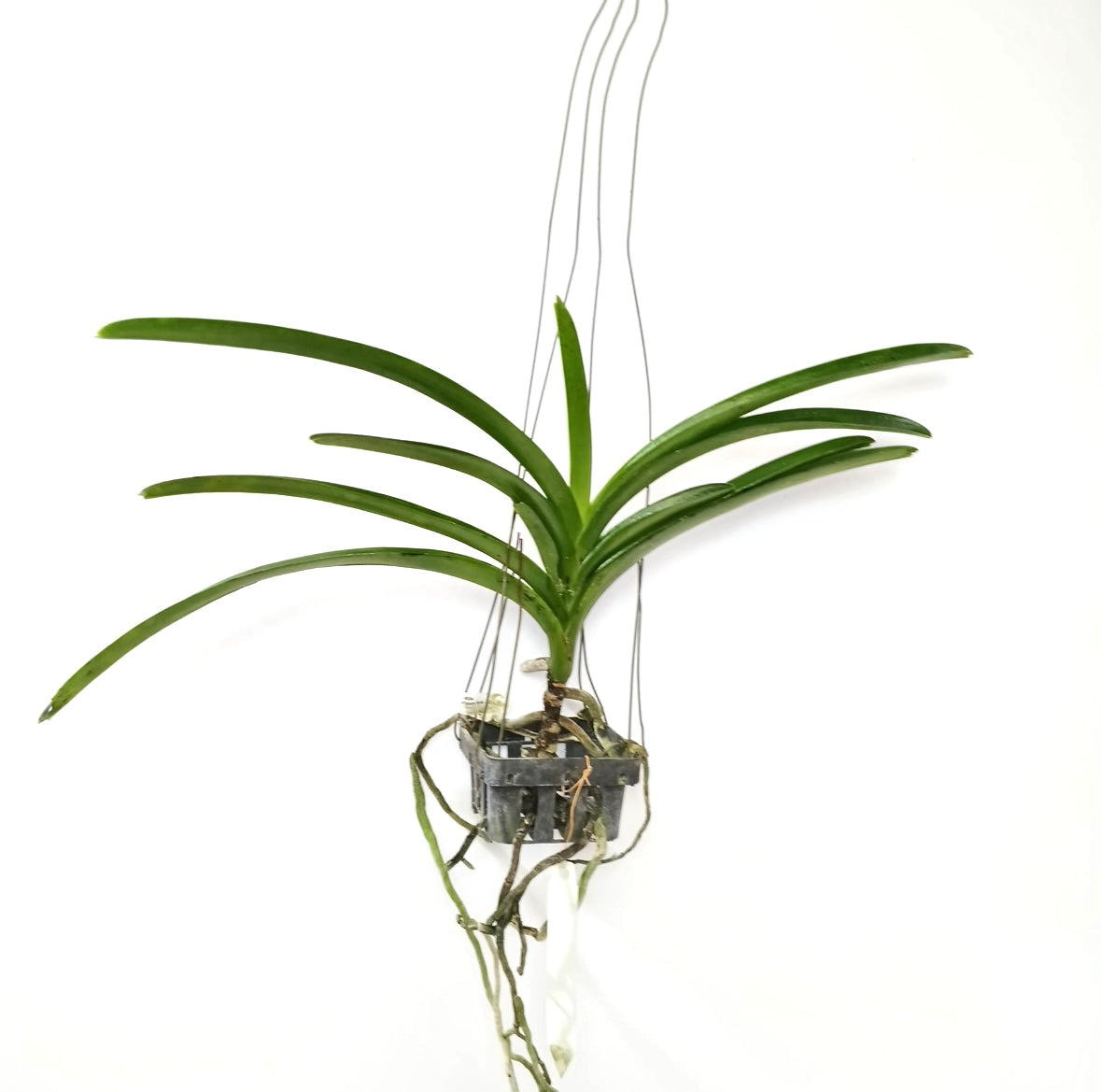 Vanda. Siriporn Pink #2 Orchid Plant -BS