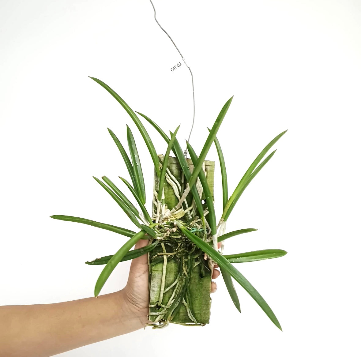 Cattleya (Br.) nodosa sp. Orchid Plant - BS