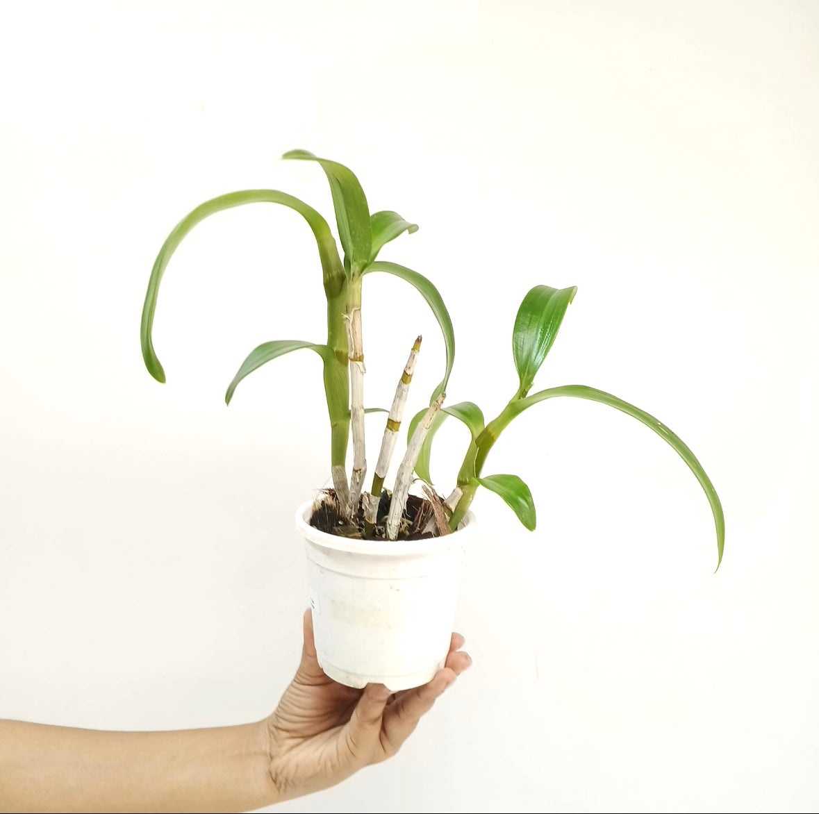 Dendrobium Bom Udomsri X Jac Concert Var. Kanjana Orchid Plant - BS