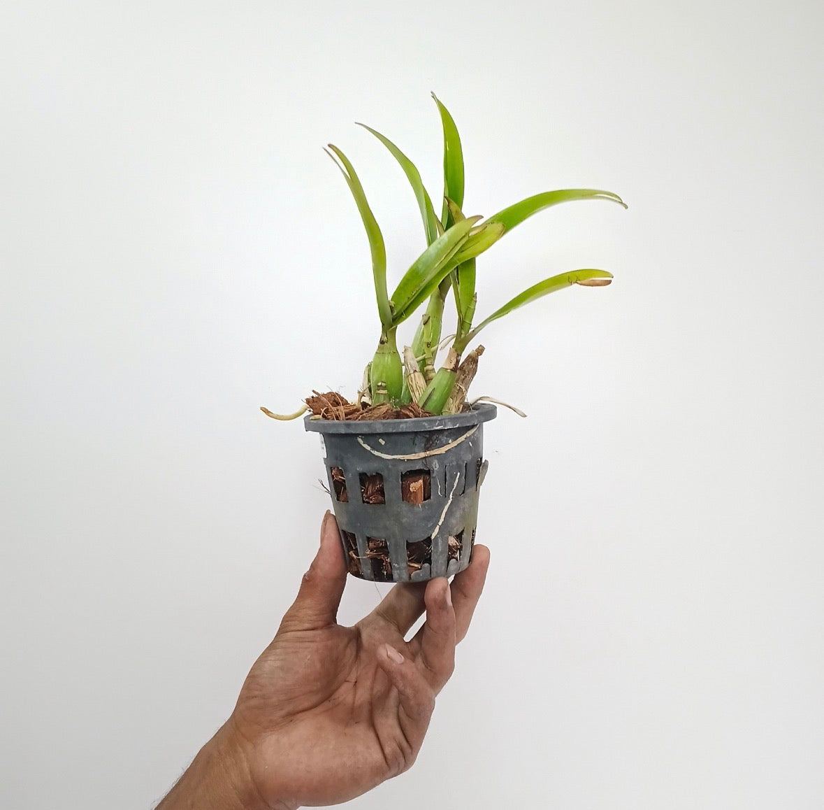 Cattleya (Schom.) thomsoniana X Cau. bicornutum Orchid Plant - BS - Buy Orchids Plants Online by Orchid-Tree.com