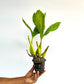 Coelogyne rochussenii sp. Orchid Plant - BS - Buy Orchids Plants Online by Orchid-Tree.com