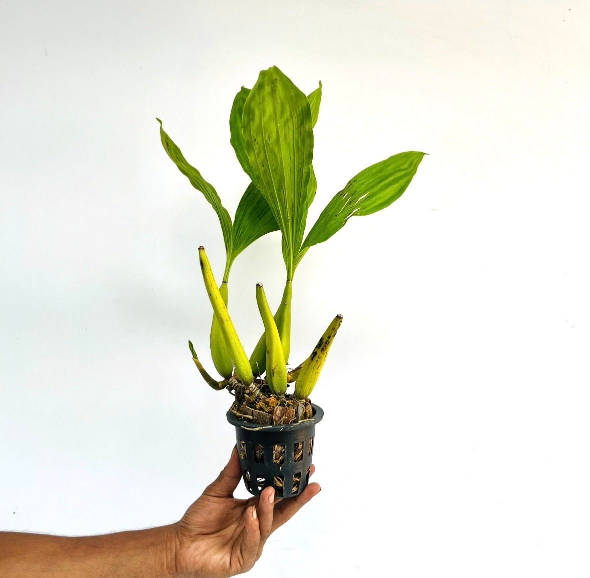 Coelogyne rochussenii sp. Orchid Plant - BS - Buy Orchids Plants Online by Orchid-Tree.com