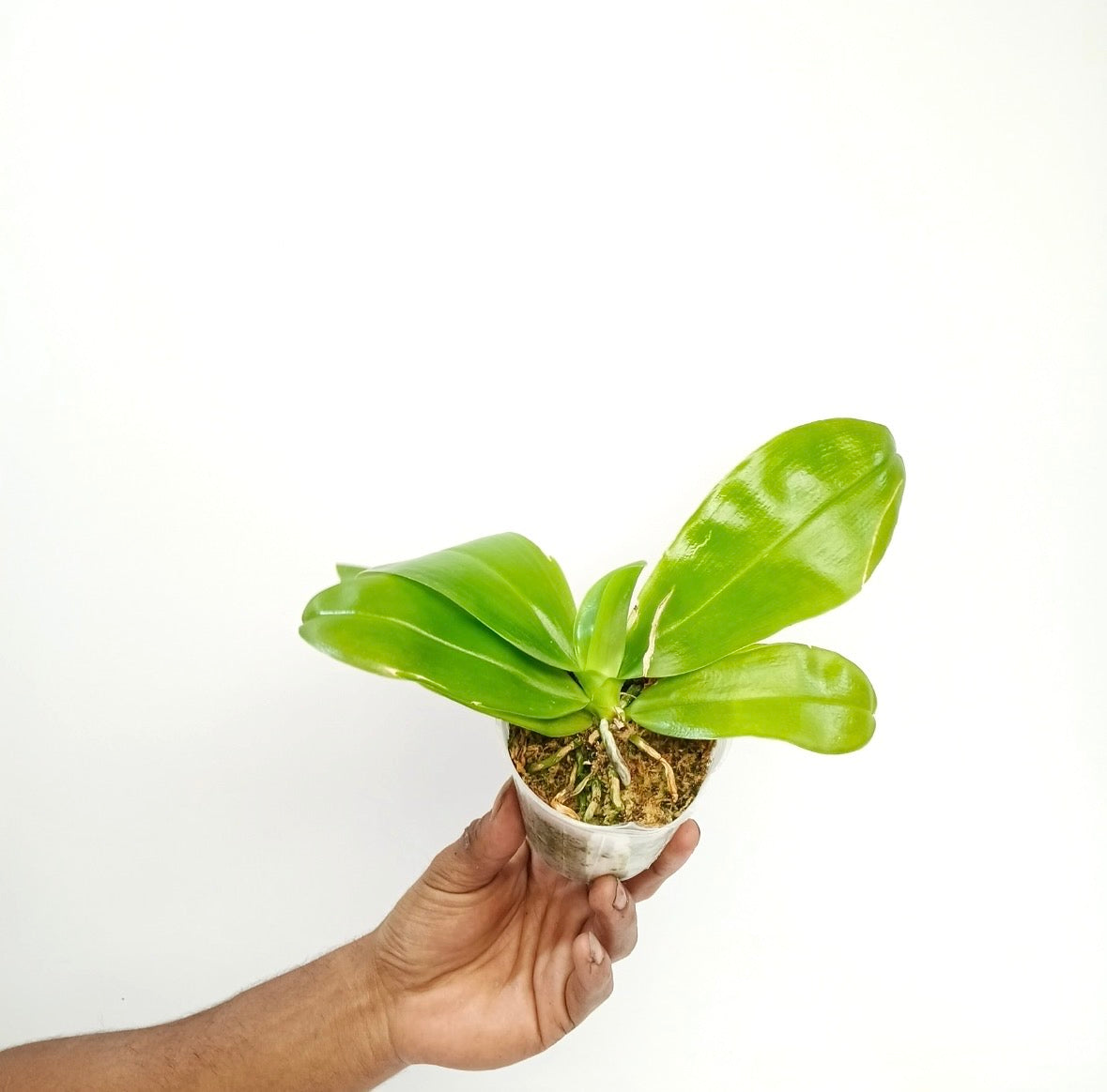 Phalaenopsis tetraspis x violacea var. 'indigo' Orchid Plant - BS - Buy Orchids Plants Online by Orchid-Tree.com