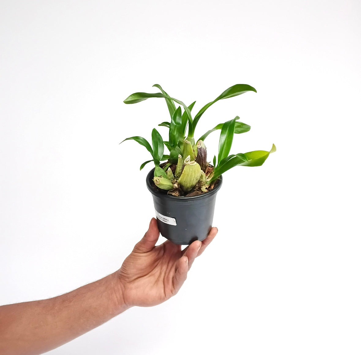 Oncidium (Milt.) Shelob Tolkein Orchid Plant - BS