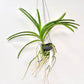 Vanda. Siriporn Pink #2 Orchid Plant -BS