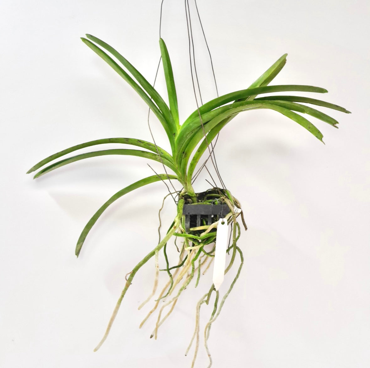 Vanda. Siriporn Pink #2 Orchid Plant -BS