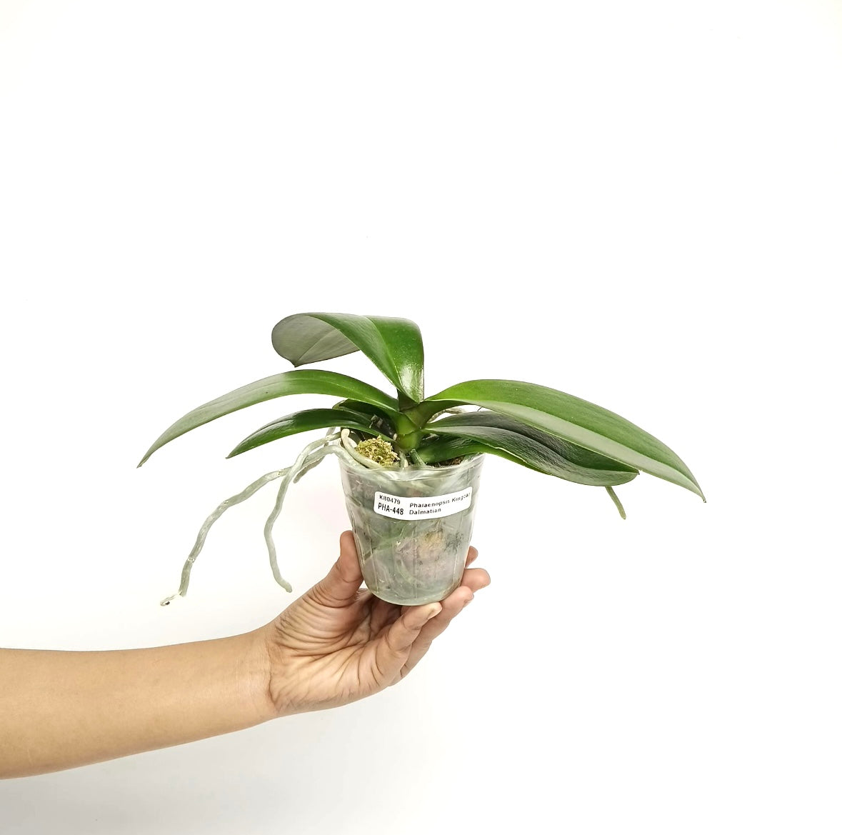 Phalaenopsis Kingcar Dalmatian Orchid Plant - BS