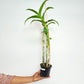 Dendrobium Jumbo Pink Orchid Plant - FF