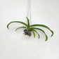 Rhynchostylis gigantea Red sp. Orchid Plant - BS