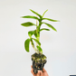 Dendrobium Arredang Blue Orchid Plant - FF - Buy Orchids Plants Online by Orchid-Tree.com