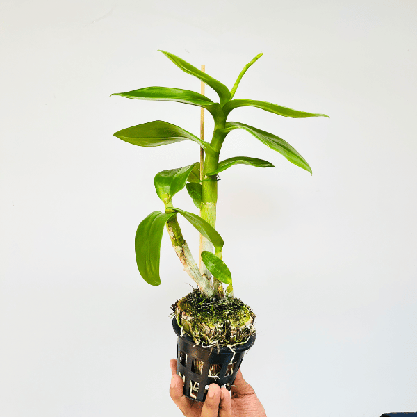 Dendrobium Arredang Blue Orchid Plant - FF - Buy Orchids Plants Online by Orchid-Tree.com