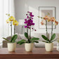 Phalaenopsis in Spike in Ceramic Planter | Subscription Pack - Buy Orchids Plants Online by Orchid-Tree.com