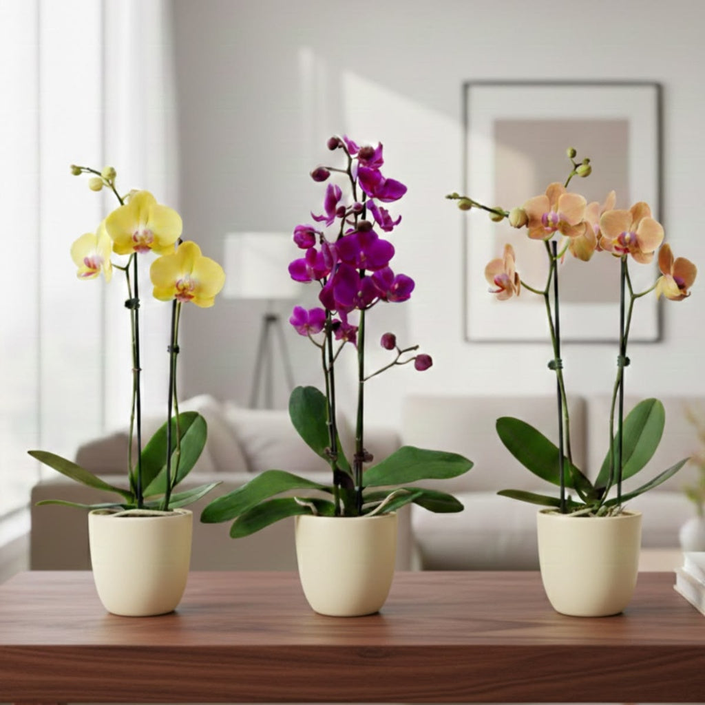 Phalaenopsis in Spike in Ceramic Planter | Subscription Pack - Buy Orchids Plants Online by Orchid-Tree.com