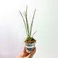 Dendrochilum wenzelii sp. Orchid Plant - BS