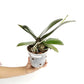 Phalaenopsis GC Reyoung Lava Orchid Plant - FF