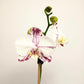 Phalaenopsis Marrakesh Orchid Plant - FF