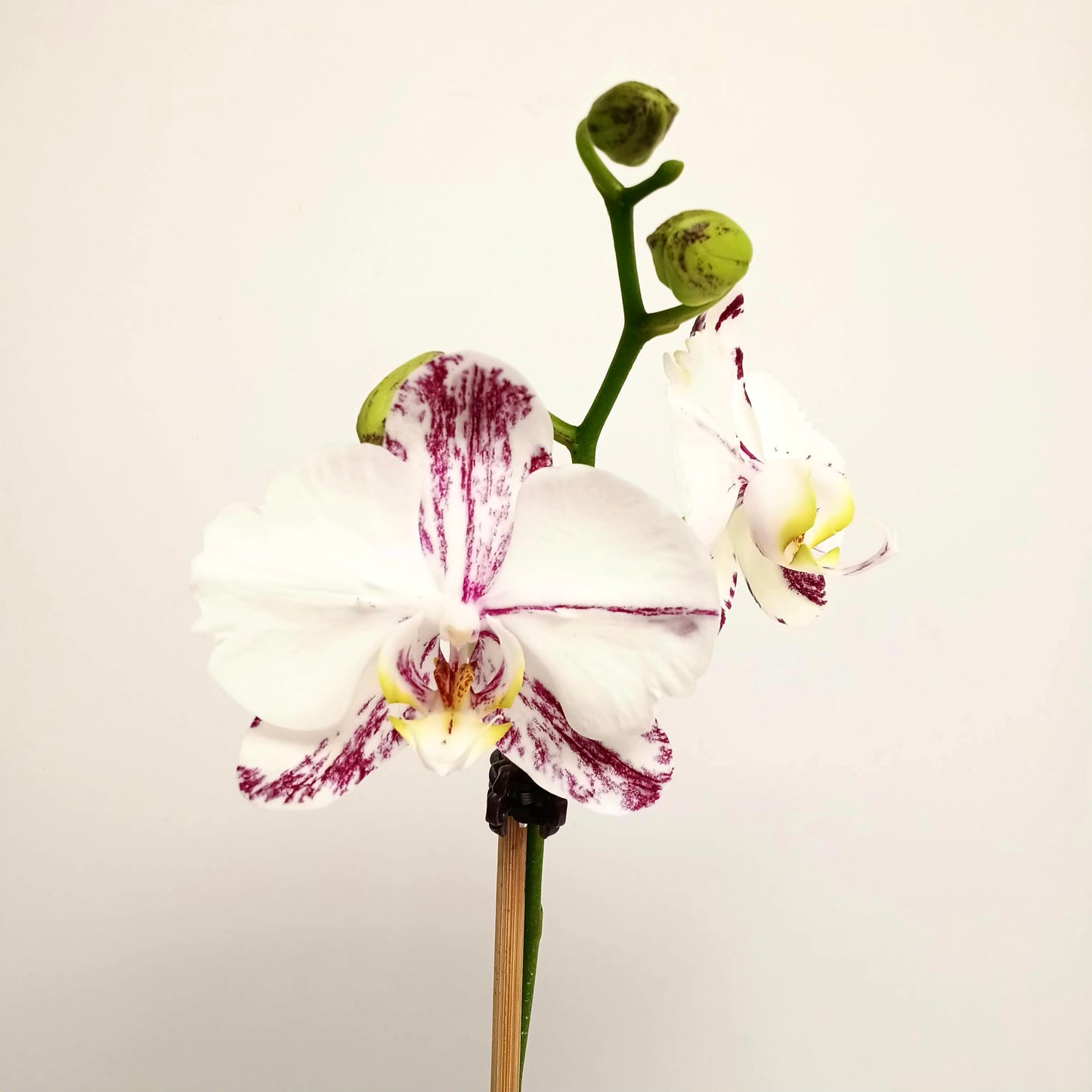Phalaenopsis Marrakesh Orchid Plant - FF