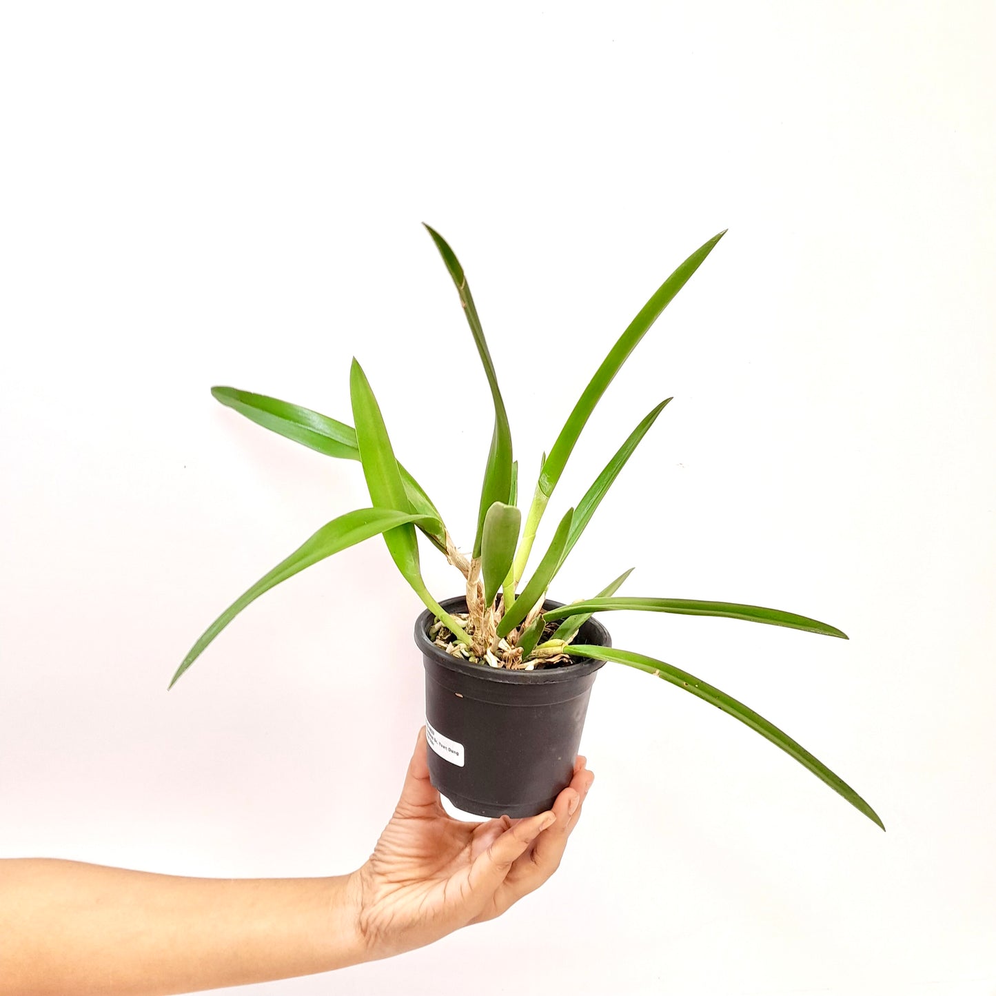 Cattleya (Bc.) Yuan Dung Red Star - BS