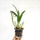 Cattleya Hidden Gold 'Lemon Stardust' Orchid Plant - FF
