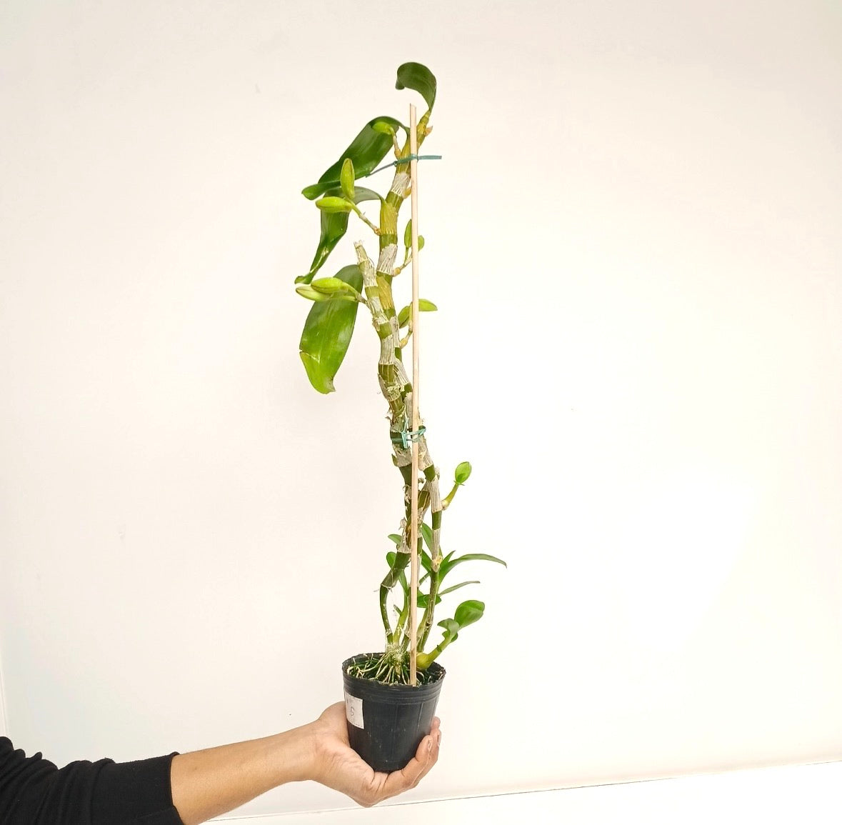 Dendrobium Bonanza 'Okayama' Orchid Plant - BS