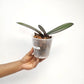 Phalaenopsis OX Black Face Orchid Plant - BS