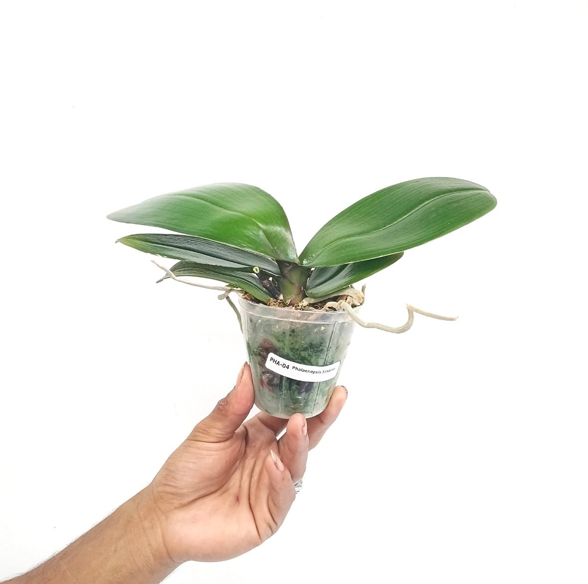 Phalaenopsis Sesame Orchid Plant - BS - Buy Orchids Plants Online by Orchid-Tree.com