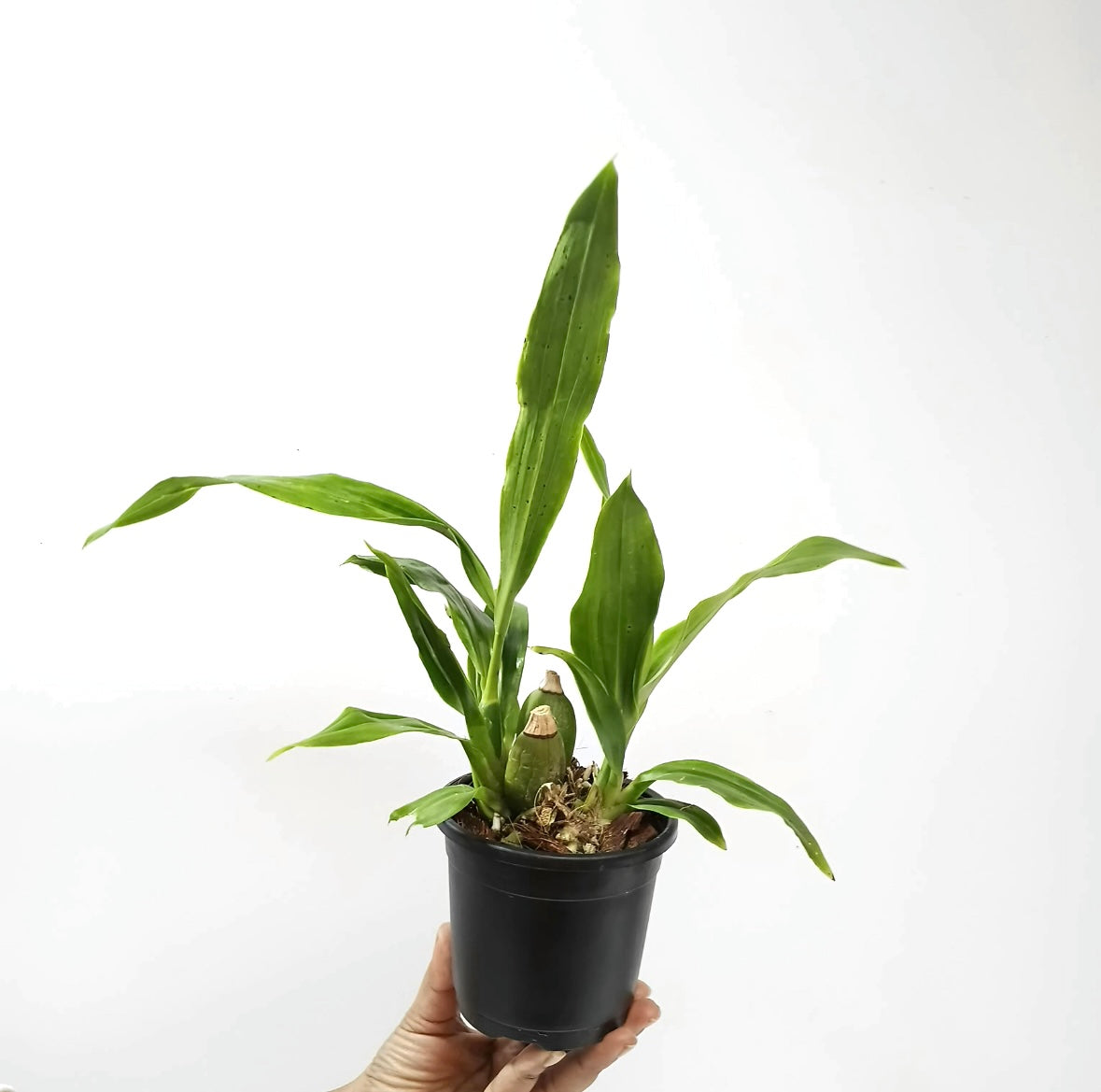 Zygonesia Murasaki Komachi Orchid Plant - BS