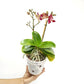Phalaenopsis Tying Shin Sweet Girl Orchid Plant - FF