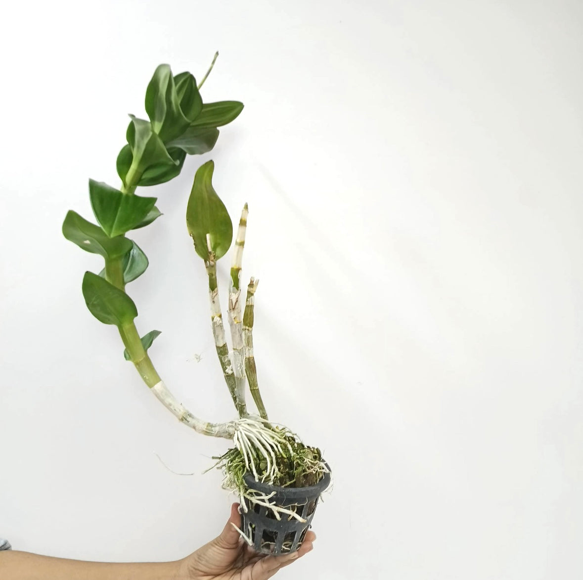 Dendrobium Burana Orchid plant - FF
