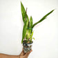 Zygonesia Murasaki Komachi Orchid Plant - BS