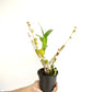 Dendrobium Happy Pink Orchid plant - BS