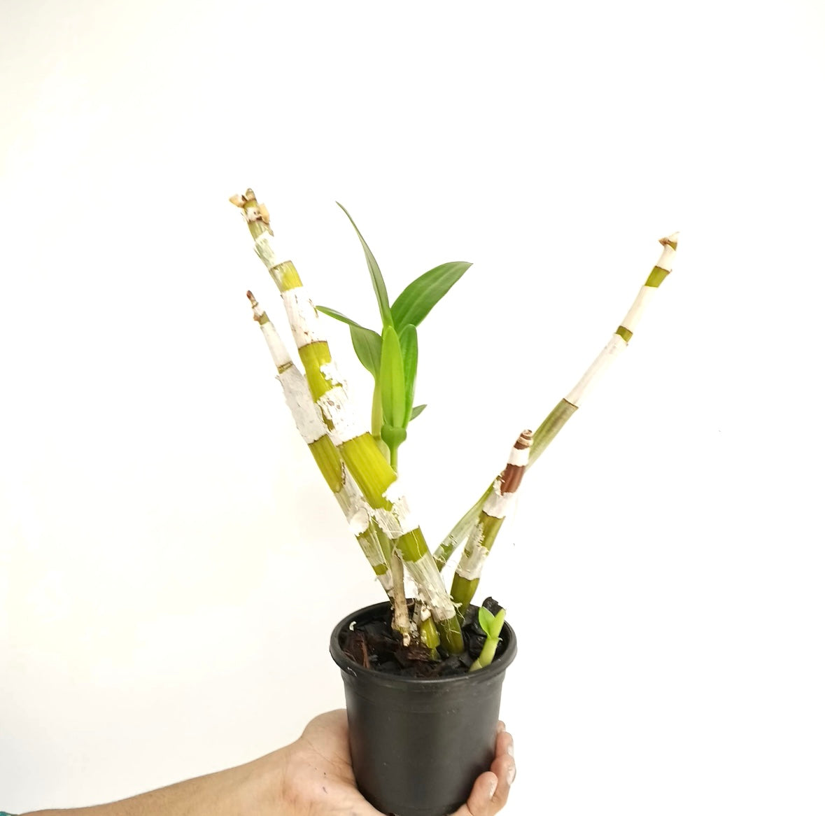 Dendrobium Happy Pink Orchid plant - BS