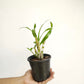 Ansellia africana sp. Orchid Plant - MS