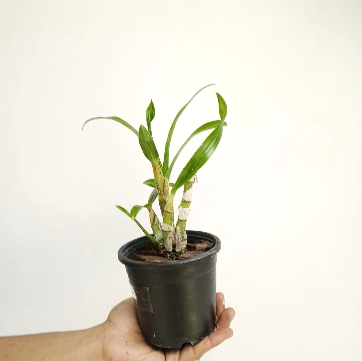 Ansellia africana sp. Orchid Plant - MS