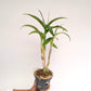 Dendrobium King Dragon Orchid plant - FF