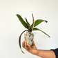 Phalaenopsis Fuller's Mask Stripe Orchid Plant - FF - Buy Orchids Plants Online by Orchid-Tree.com
