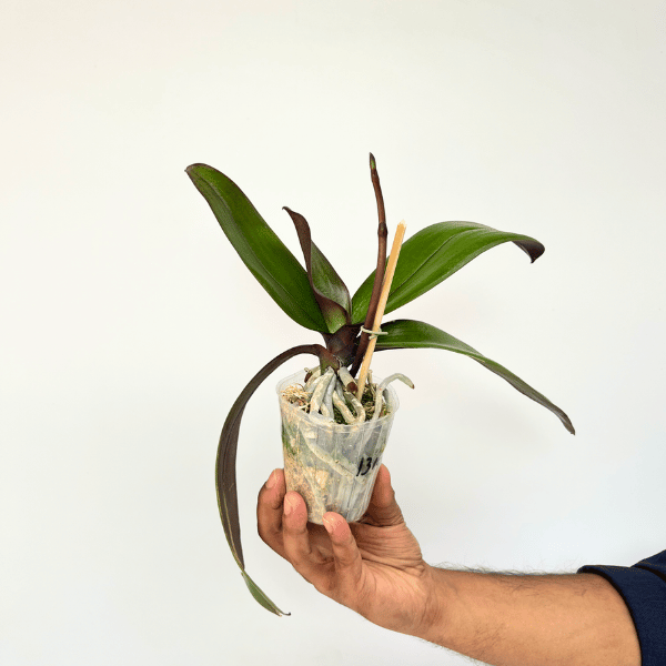 Phalaenopsis Fuller's Mask Stripe Orchid Plant - FF - Buy Orchids Plants Online by Orchid-Tree.com