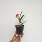 Cattleya (Bl.) Rustic Spots #3 Orchid Plant - FF (With Bud/ Flower)
